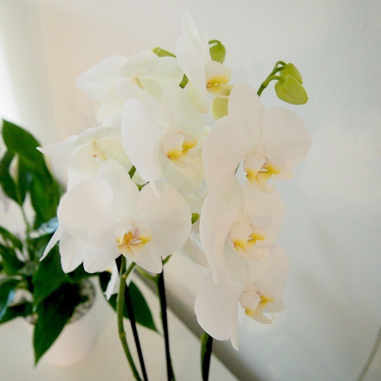 Kaunis orkidea - Omakotivalkoinen