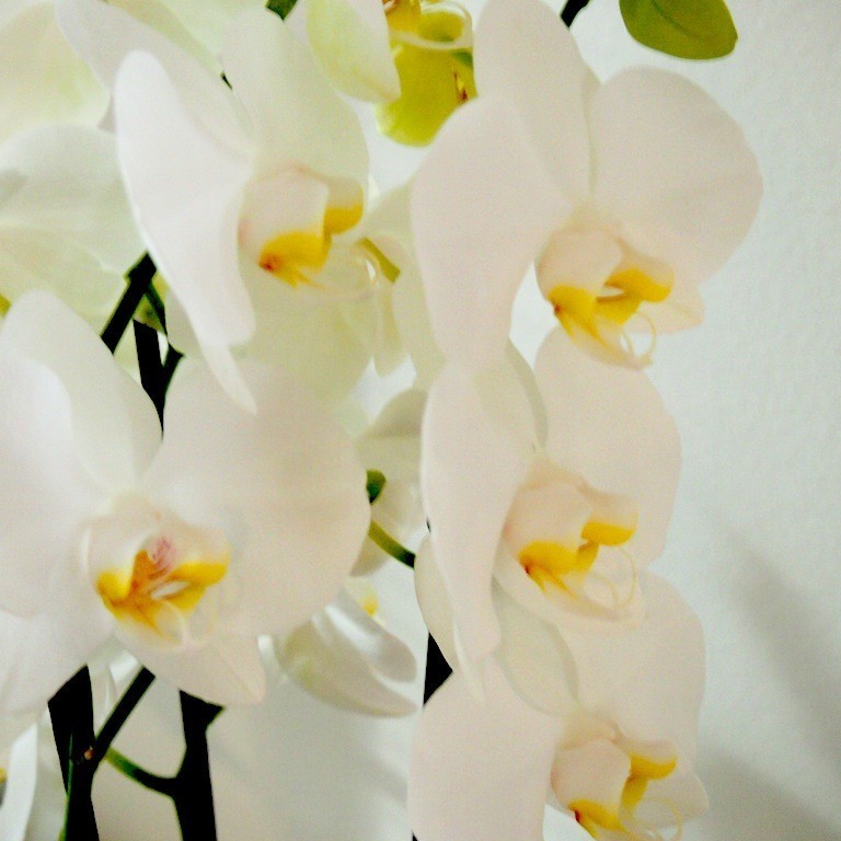 Kaunis orkidea - Omakotivalkoinen