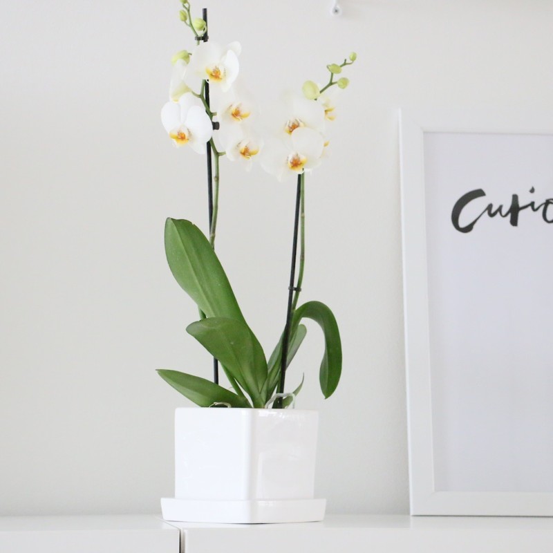 Olohuoneen sisustus kaunis orkidea Omakotivalkoinen