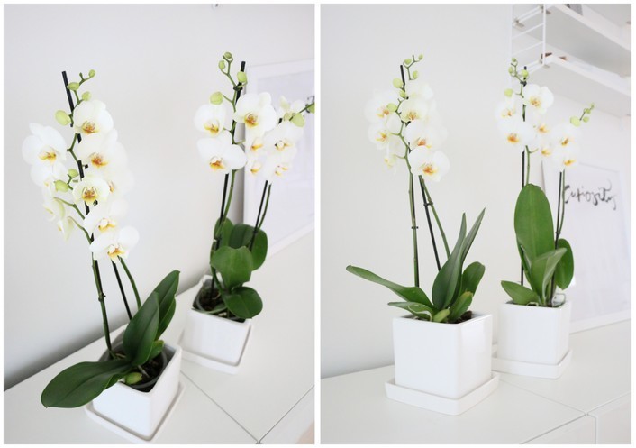 Valkoiset orkideat Omakotivalkoinen sisustusblogi