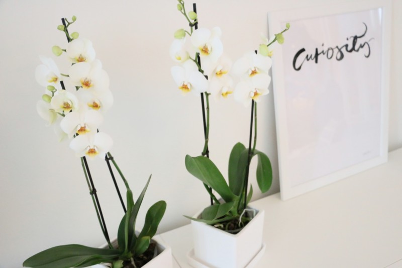 Valkoiset orkideat Omakotivalkoinen sisustusblogi