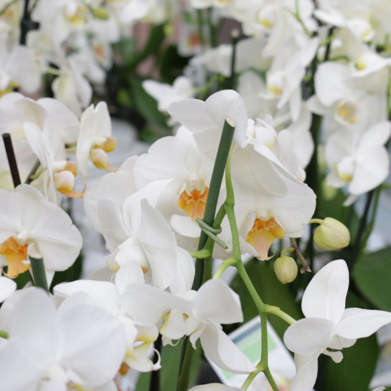 Plantagen valkoinen orkidea vihersisustusvinkit - Omakotivalkoinen sisustusblogi