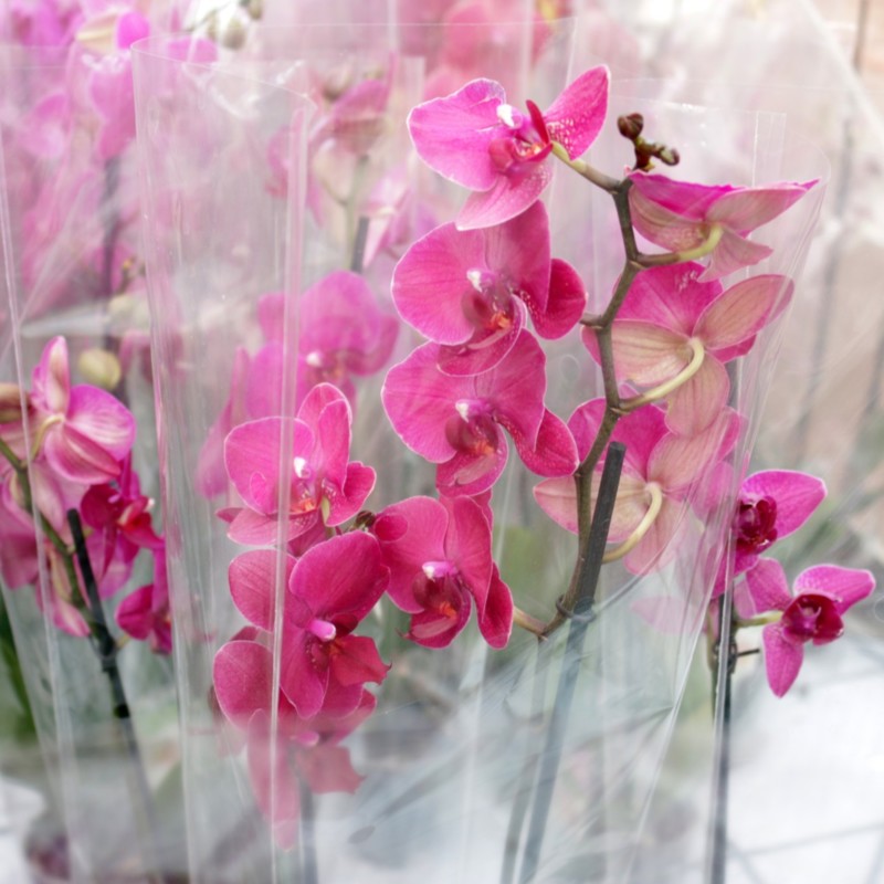 Plantagen pinkki orkidea vihersisustusvinkit - Omakotivalkoinen sisustusblogi