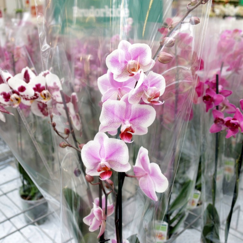 Plantagen pinkit orkideat vihersisustusvinkit - Omakotivalkoinen sisustusblogi