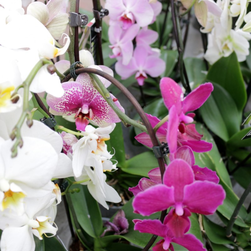 Plantagen orkidea vihersisustusvinkit - Omakotivalkoinen sisustusblogi