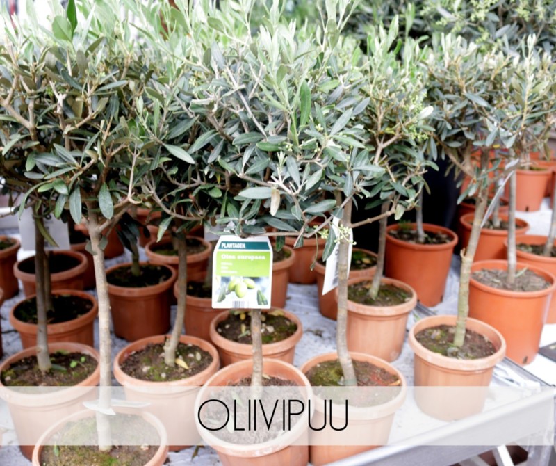 Plantagen oliivipuu vihersisustusvinkit - Omakotivalkoinen sisustusblogi