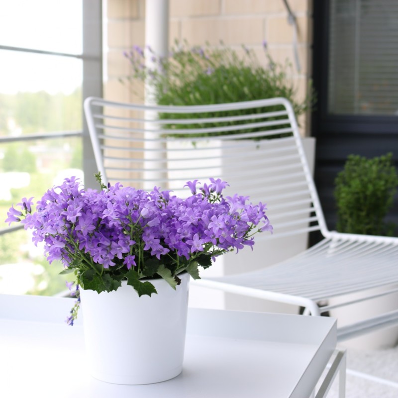 Kaunis kukkiva laventeli parvekkeella Omakotivalkoinen