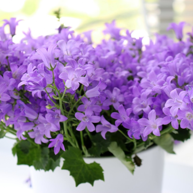 Kaunis kukkiva laventeli parvekkeella Omakotivalkoinen
