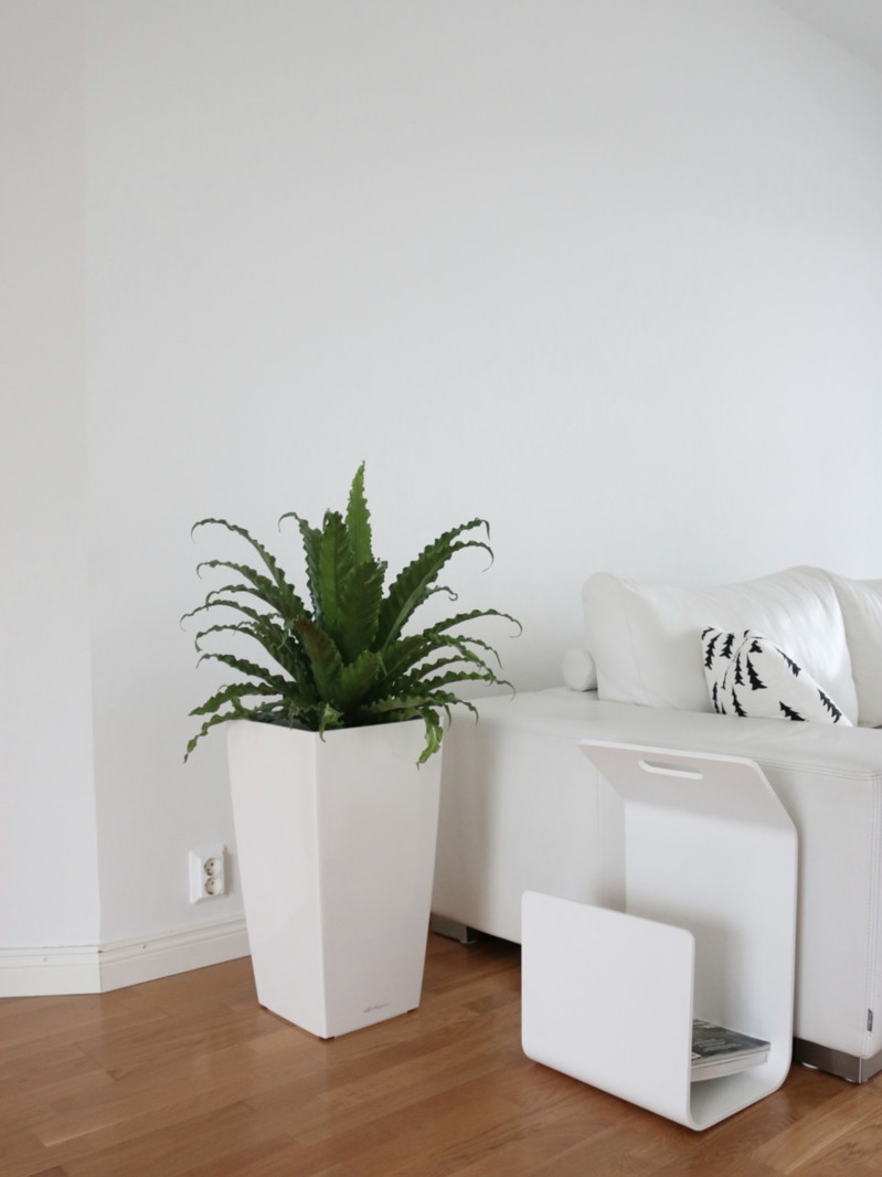 Kodikkaat huonekasvit ja kukat valkoisessa olohuoneessa - Omakotivalkoinen sisustusblogi