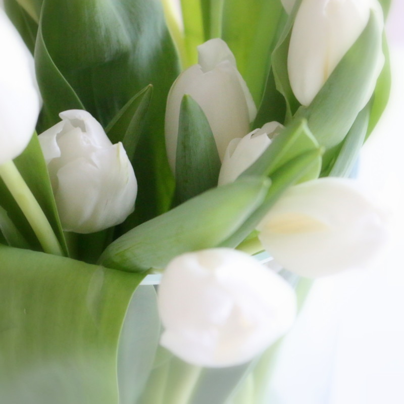 Kauniit valkoiset tulppaanit maljakossa - Sisustusblogi Omakotivalkoinen
