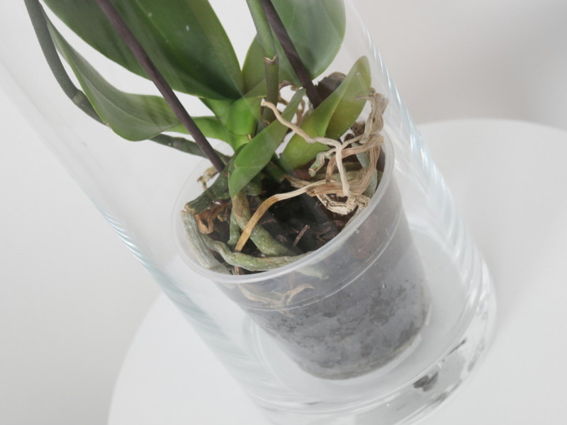 Orkidea korkeassa maljakossa - Sisustusideat Omakotivalkoinen