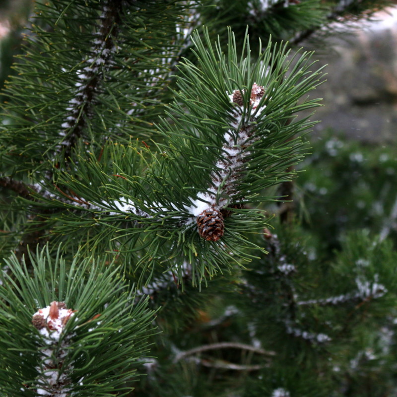 Yankee Candle Christmas garland tuoksukynttilä kokemuksia 