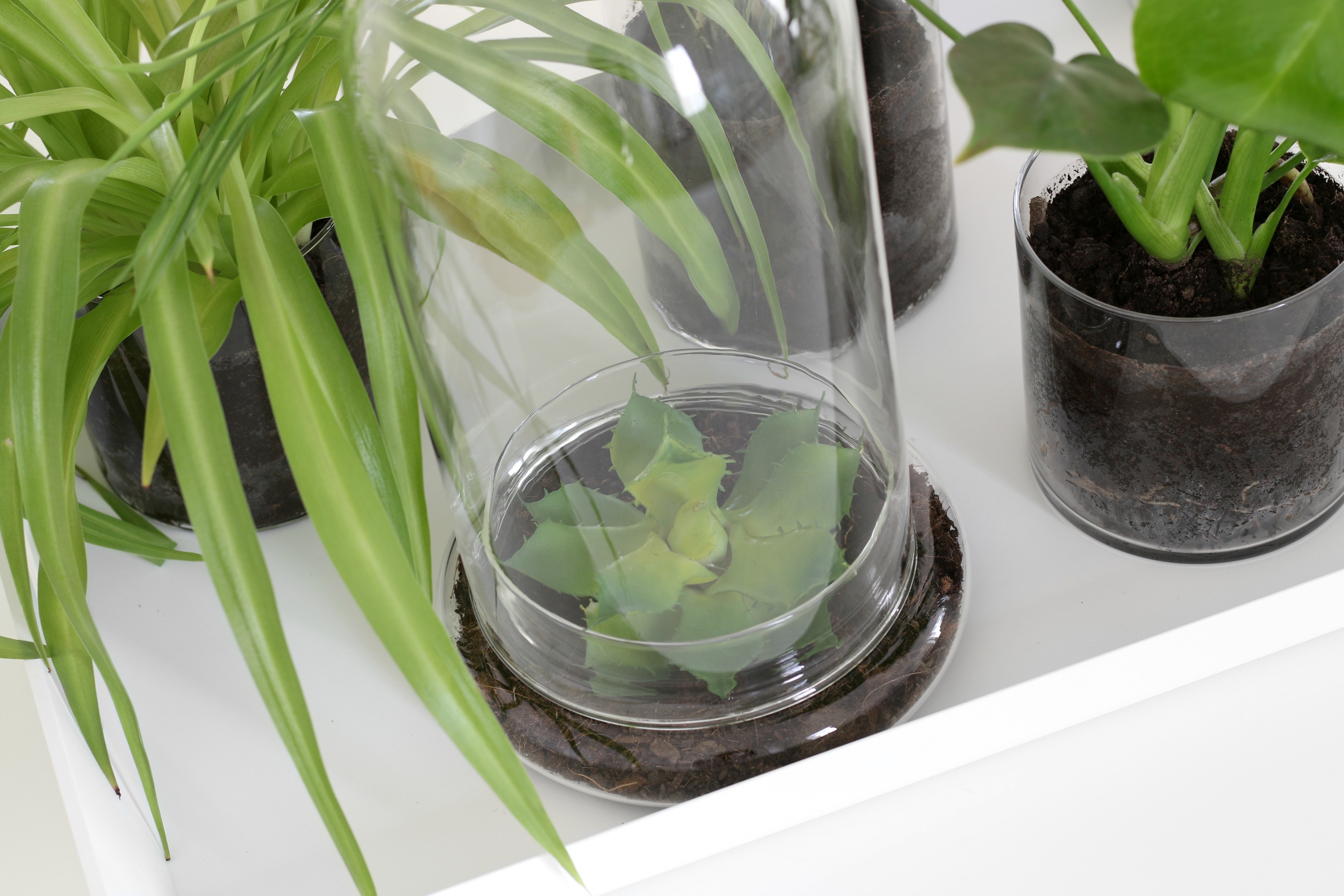 Vihersisustusvinkit - Kasvit rennosti lasiruukkuihin - Omakotivalkoinen