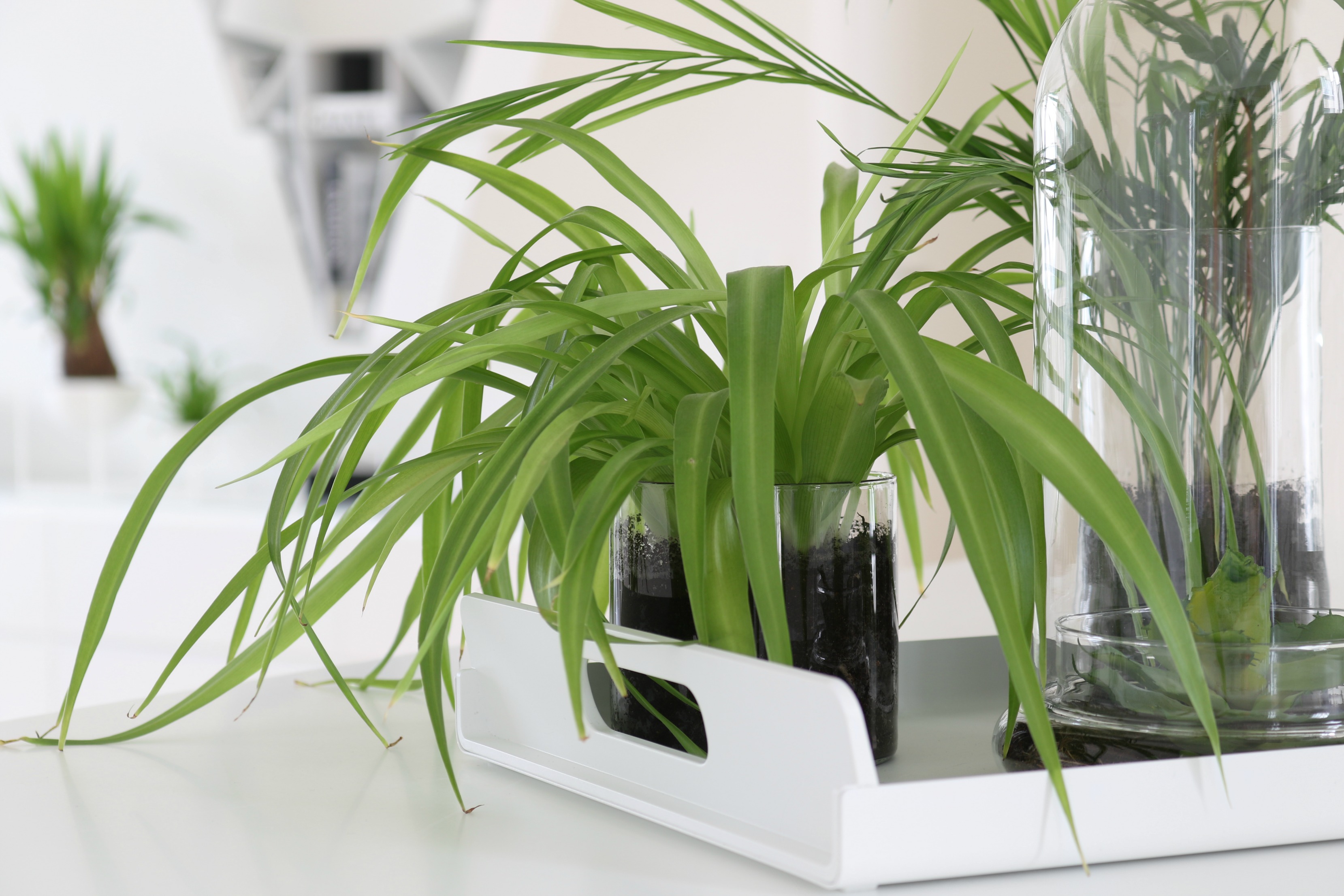 Vihersisustusvinkit - Kasvit rennosti lasiruukkuihin - Omakotivalkoinen
