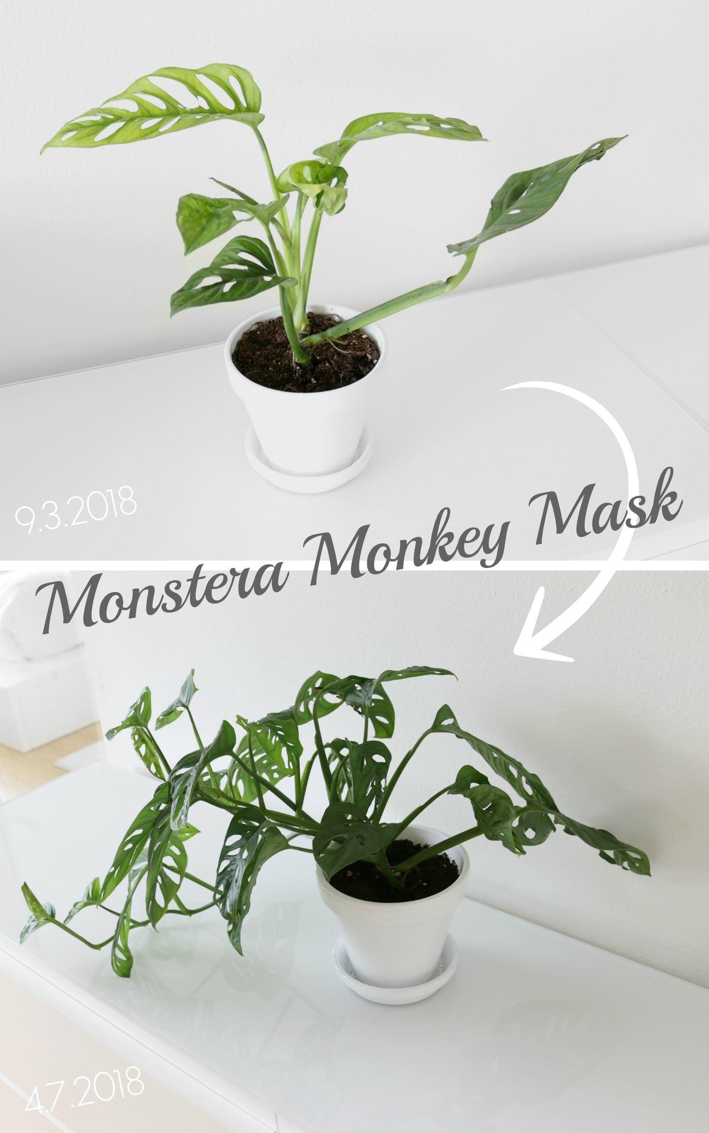 peikonlehtilajike monstera monkey mask