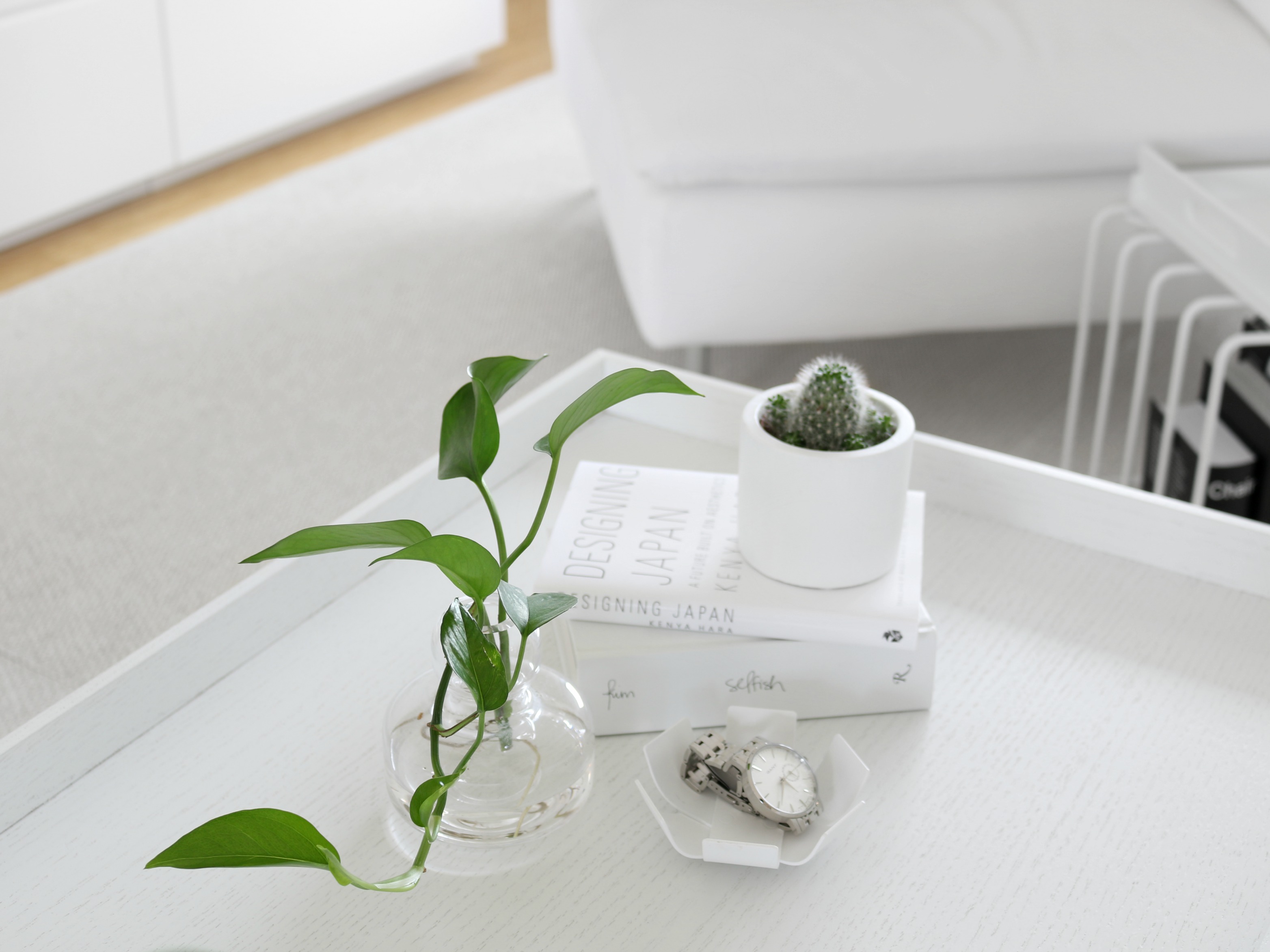 Minikaktus valkoinen ruukku minimalismi helppohoitoinen vihersisustus