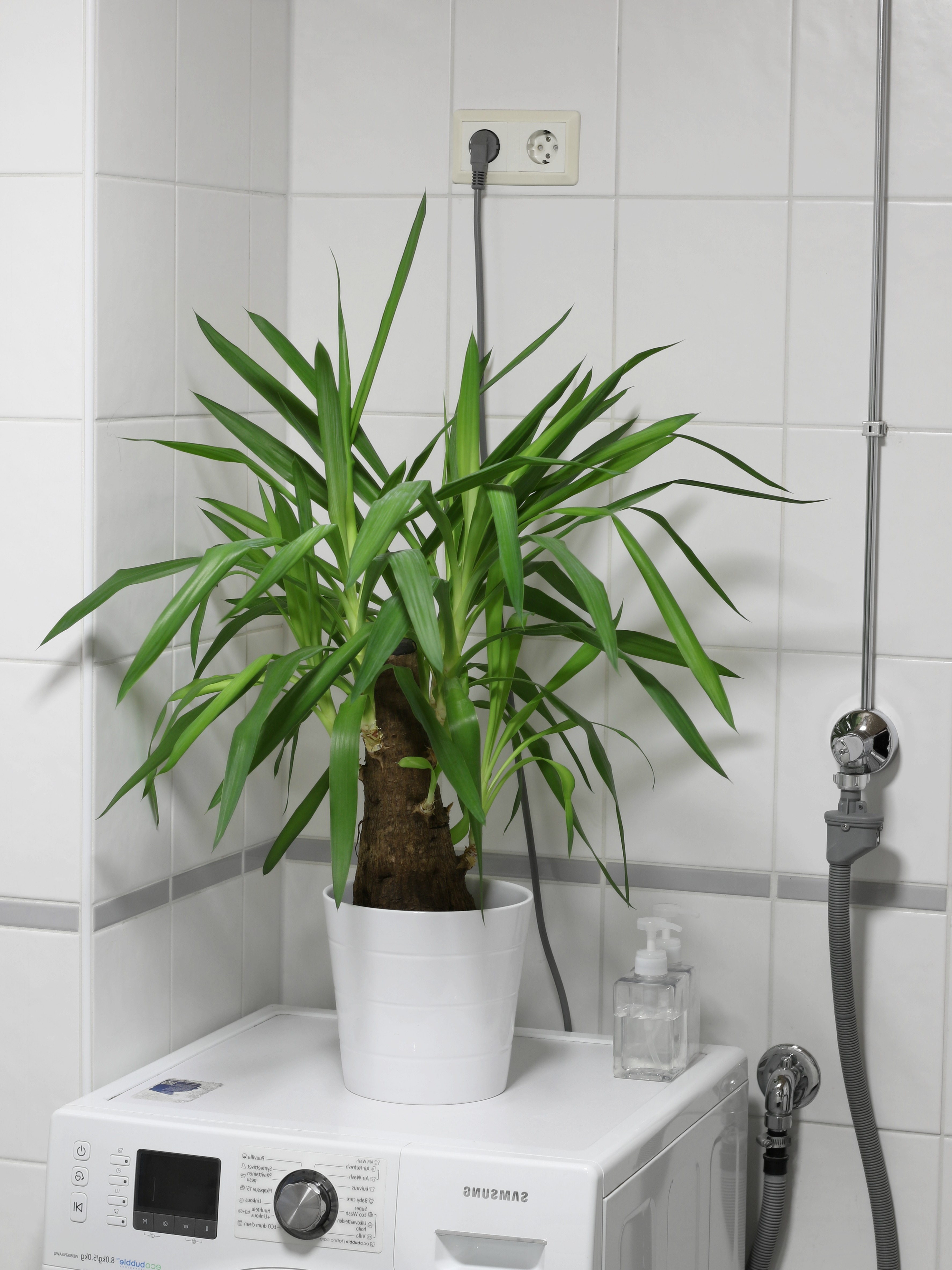 Viherkasvit kylpyhuoneessa valkoinen koti