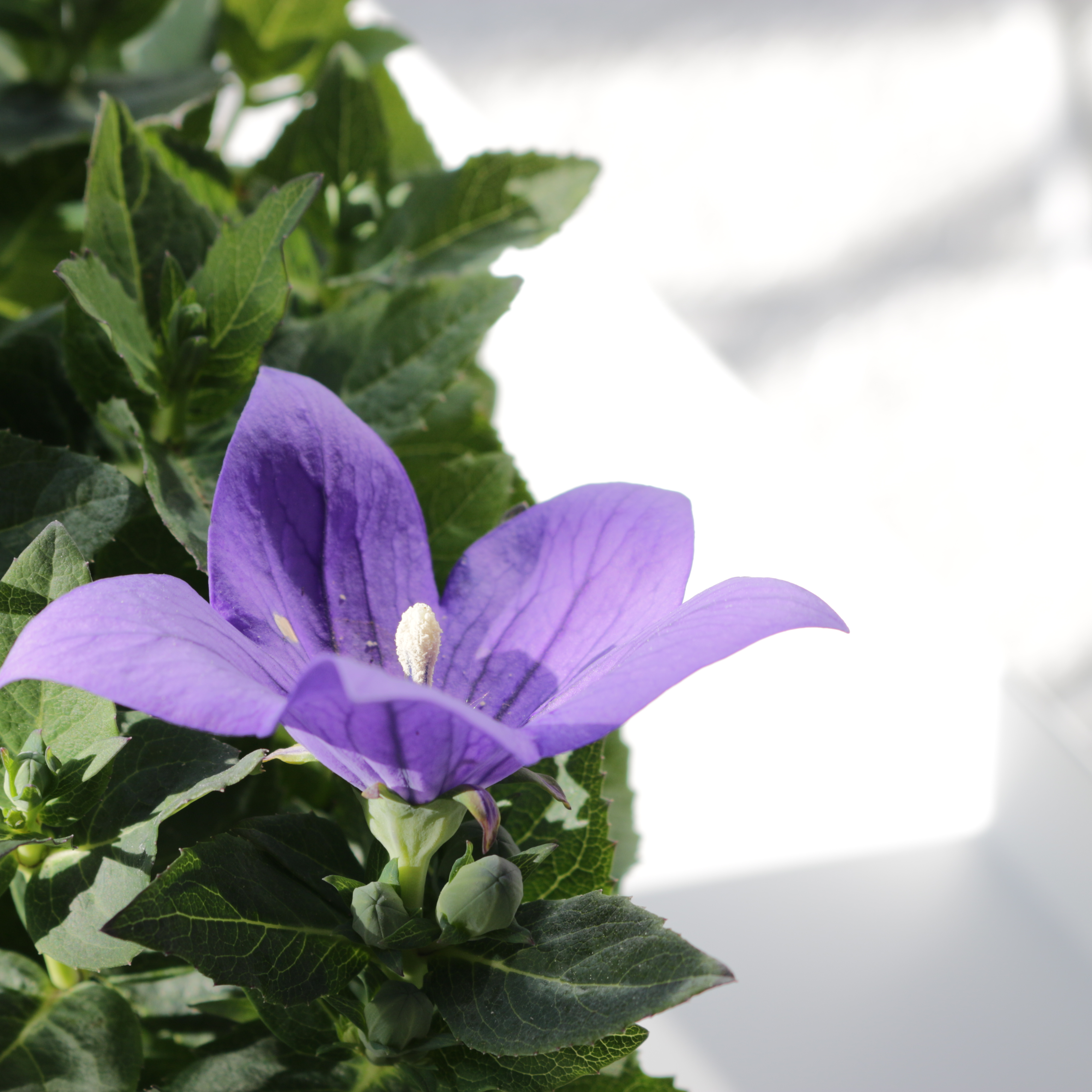 5 värin somehaaste sisustusväri violetti omakotivalkoinen sisustusinspiraatio