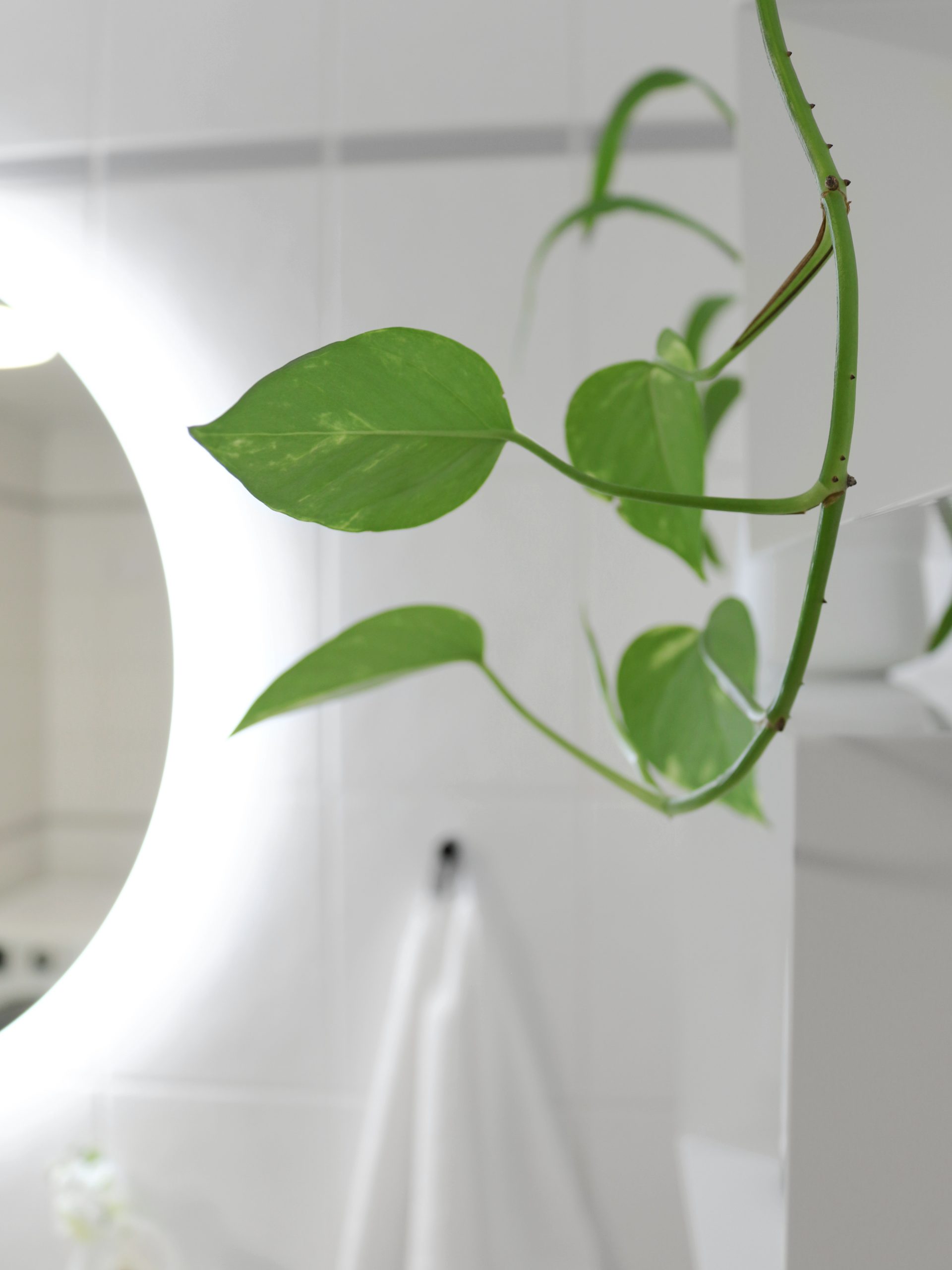 Viherkasvit kylpyhuoneessa - Täydellinen väripaletti valkoinen, vihreä ja harmaa - Sisustusblogi Omakotivalkoinen